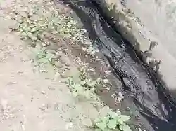 Ngeri! Buaya Muncul di Got yang Berada di Permukiman Warga Karawang